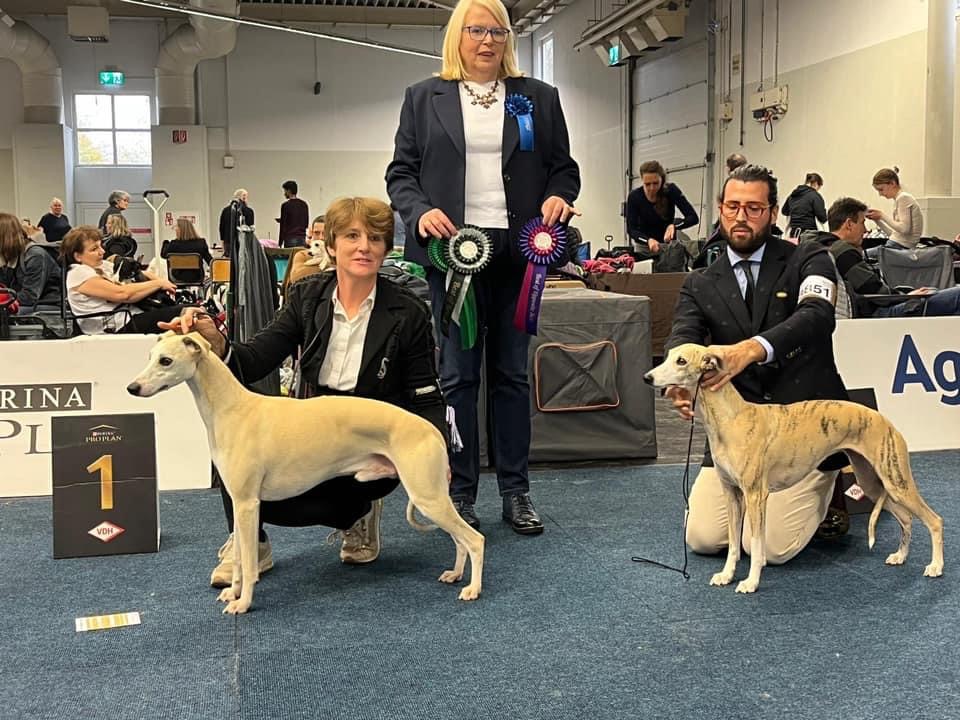 Resultados de la raza Whippet en la exposición internacional de Dormund Bundessieger celebrados los días 8.9 y 10 de Noviembre de 2024.