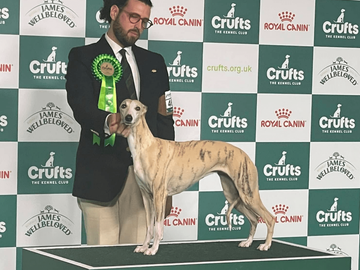 CH. Una Donna Che Conta «Miuccia» gana grupo Hound y BIS en Crufts&nbsp;2025