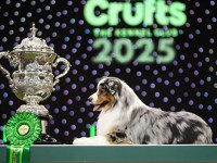 Crufts 2025 – Resultados de la raza&nbsp;Whippet